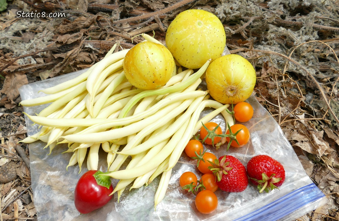 Harvested Veggies laying on a ziplock on the ground