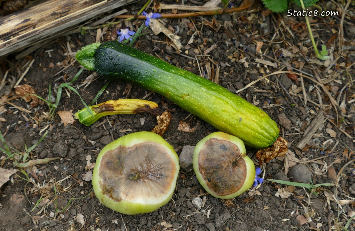 Bad zucs and toms lying on the ground