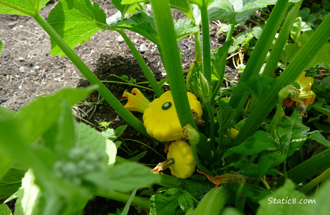 Patty Pan fruits growing under the leaves of the plant