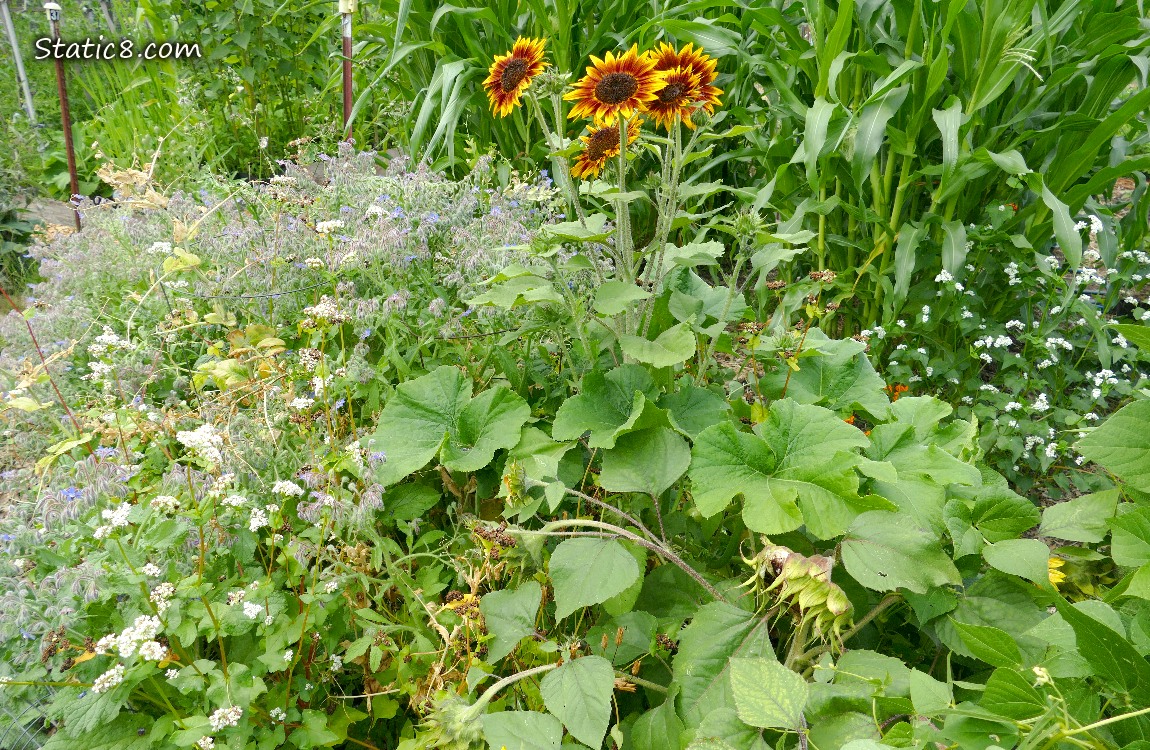 Garden plot