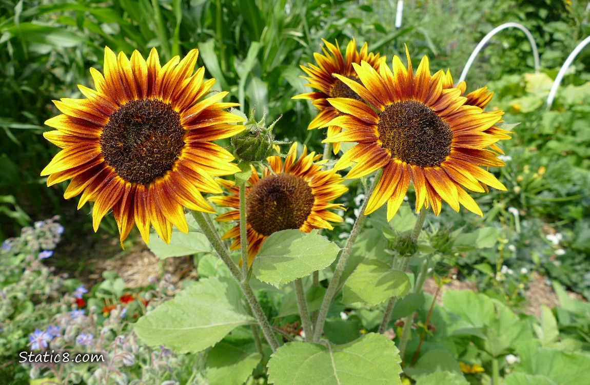 Sunflower blooms