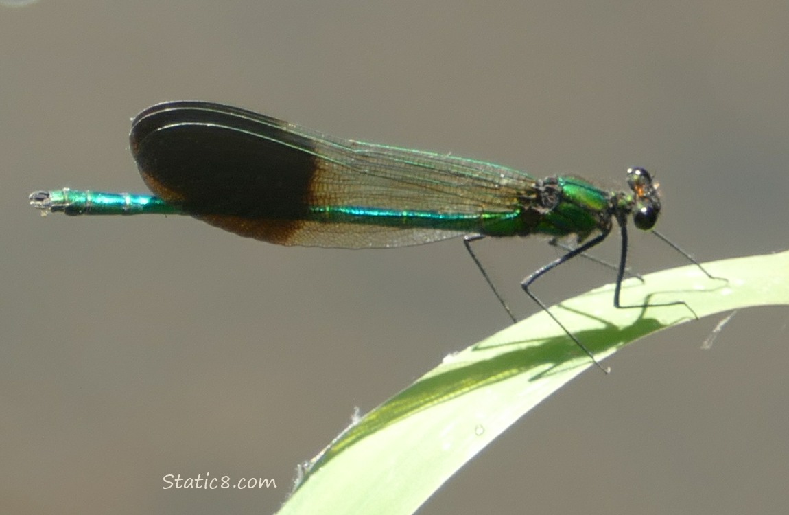 Damselfly standing on a blade of grass