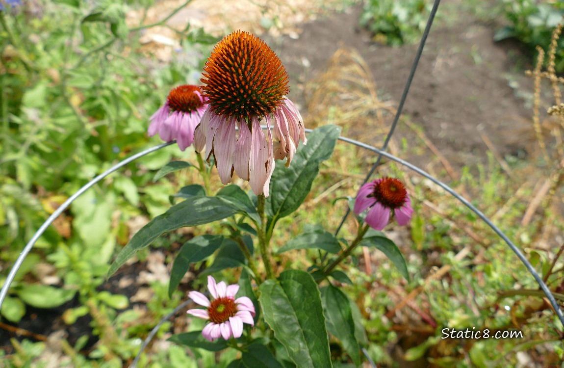 Pink Echinacea blooms