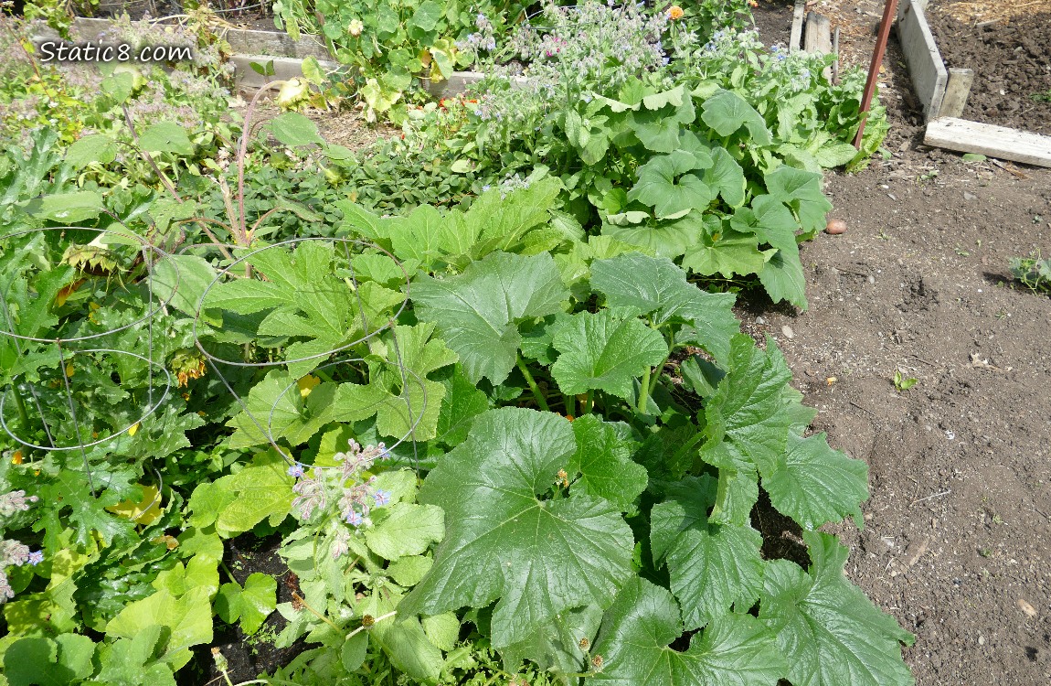 Squash plants with big green leaves