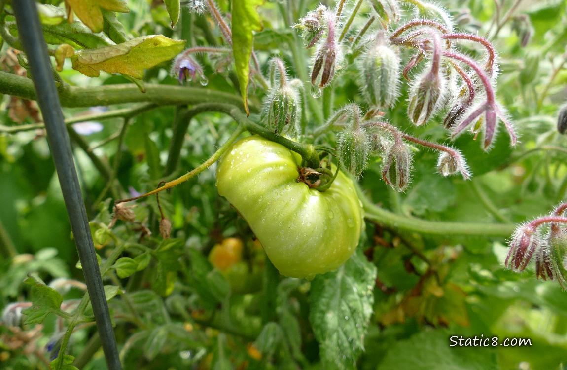 Odd shaped green tomato hanging from the plant