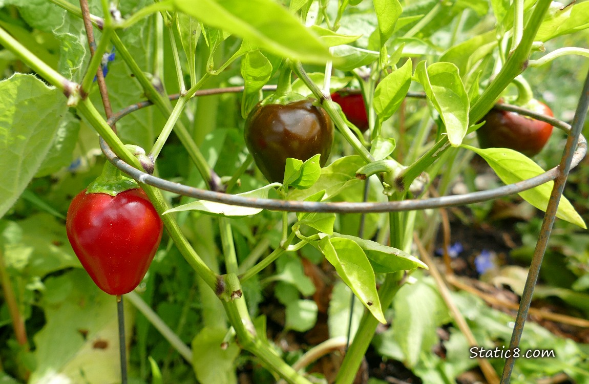 Red peppers ripening on the plant