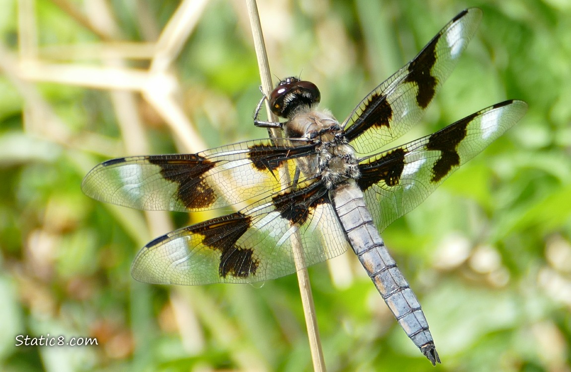 Dragonfly standing on a twig