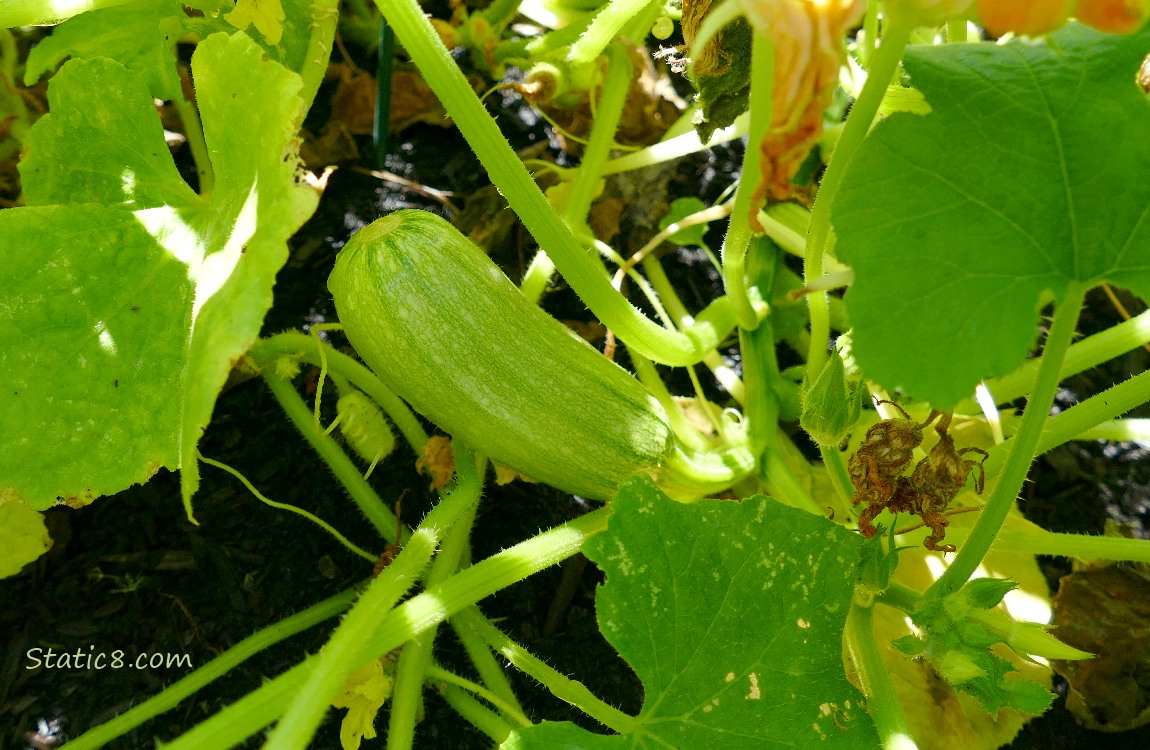 Armenian Cucumber fruit growing under the leaves of the plant