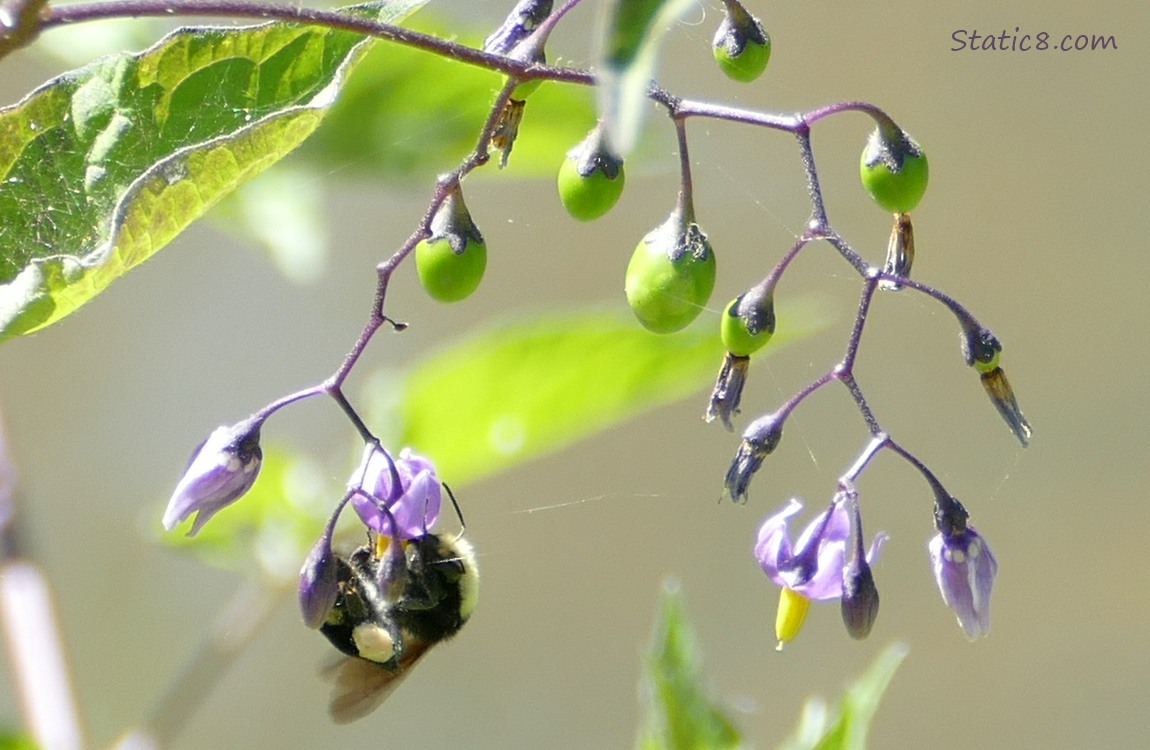 Bumblebee hanging from a Bittersweet Nightshade bloom