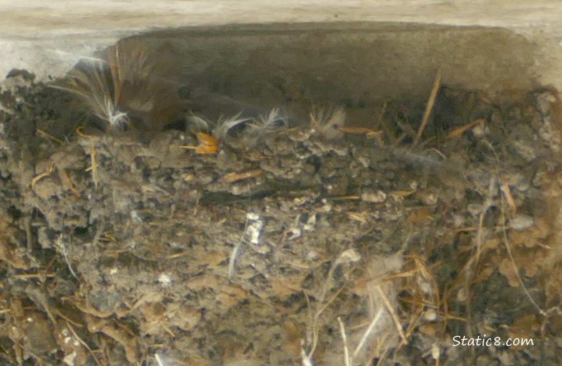 Barn Swallow nest attached to concrete near the ceiling