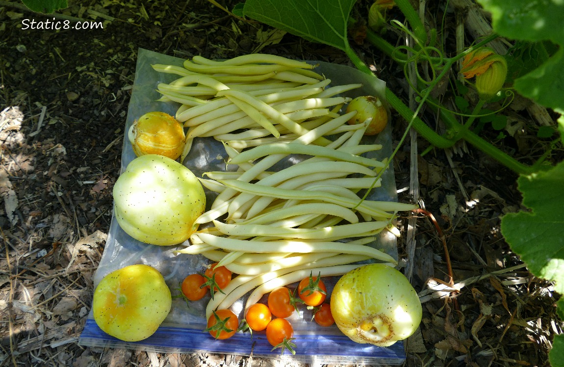 Harvested veggies on a ziplock, on the ground