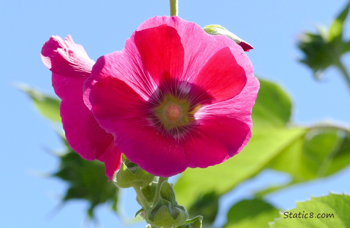Pink Hollyhock blooms in front of the blue sky