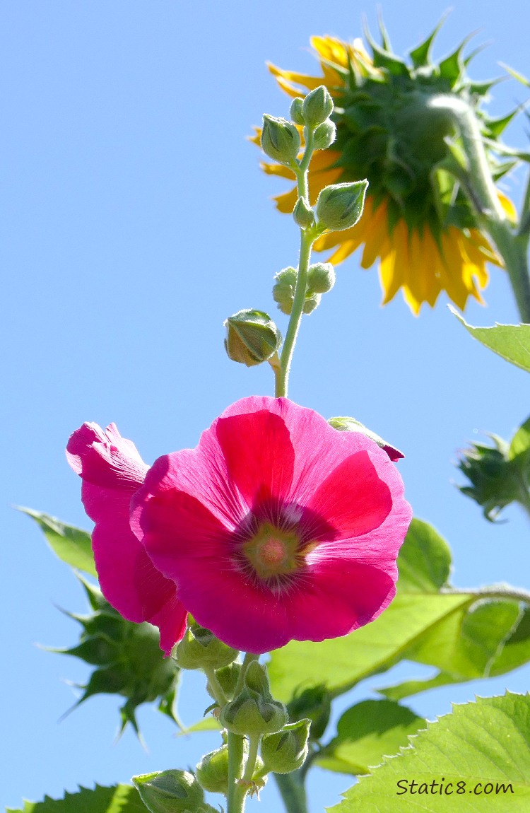 Pink Hollyhock blooms with the back of a sunflower bloom in the background under the blue sky