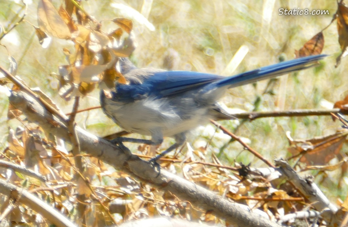 Scrub Jay with her head hidden behind leaves
