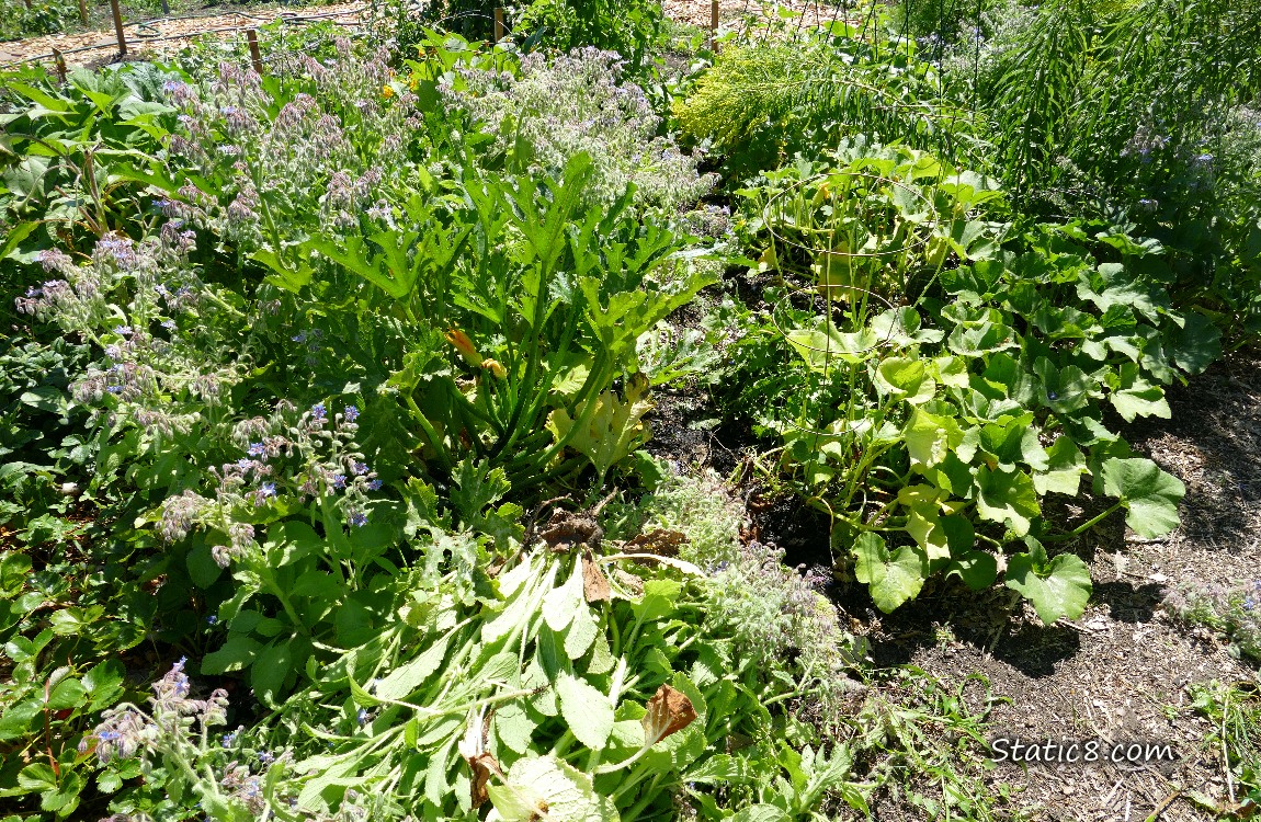 Garden plot