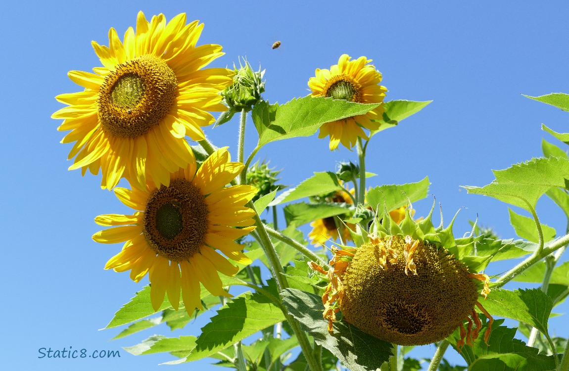 Sunflowers blooming in the blue sky