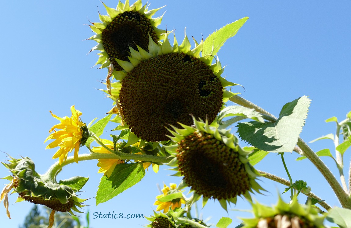 Sunflower seed heads in front of the blue sky