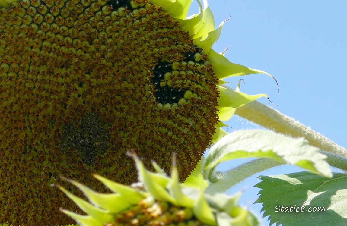 Close up of a Sunflower seed head