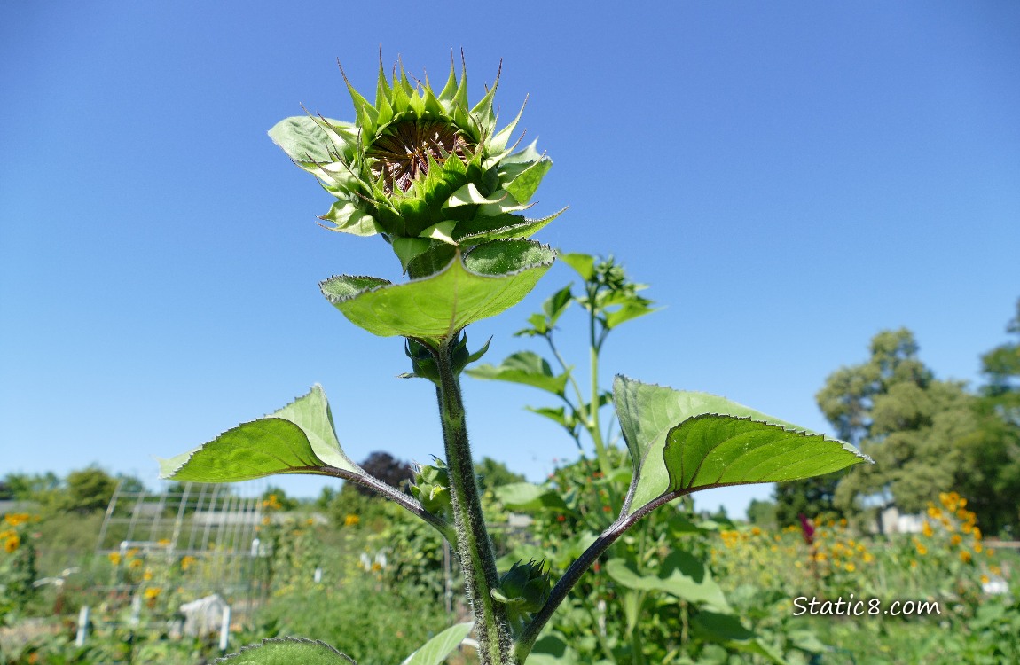 Sunflower bud in front of a blue sky