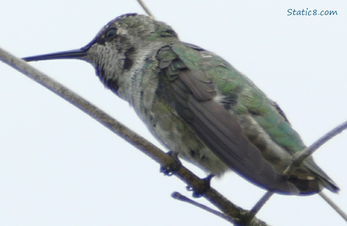 Juvenile Male Anna Hummingbird singing from a stick, grey sky