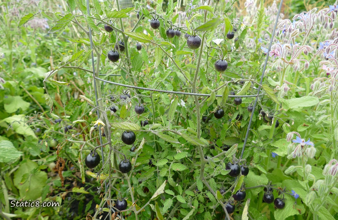 Black Cherry Tomatoes ripening on the vine