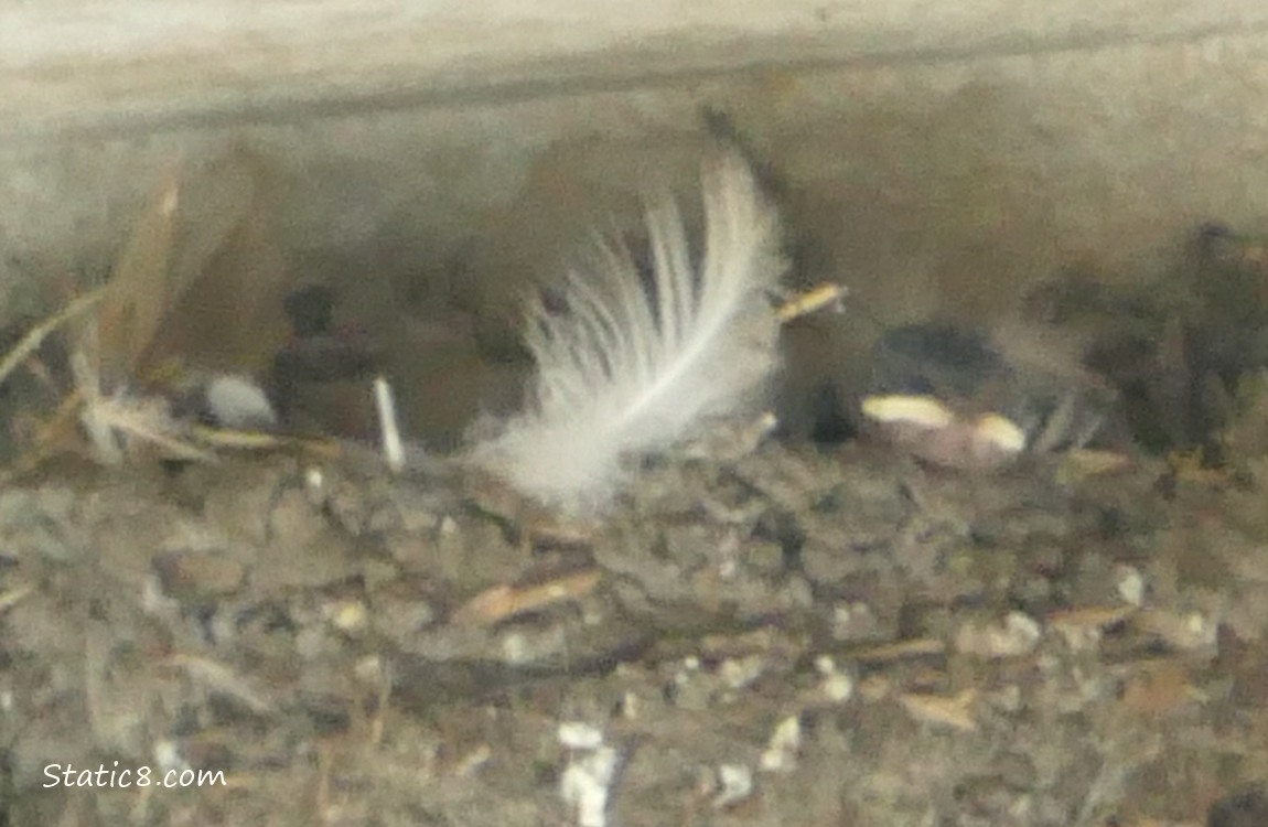 Barn Swallow baby resting her head on the edge of the nest