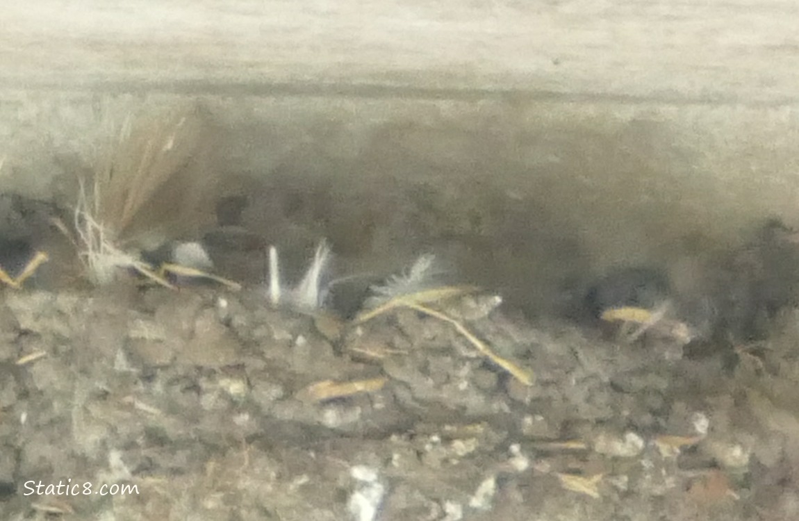 Barn Swallow nestling in the nest