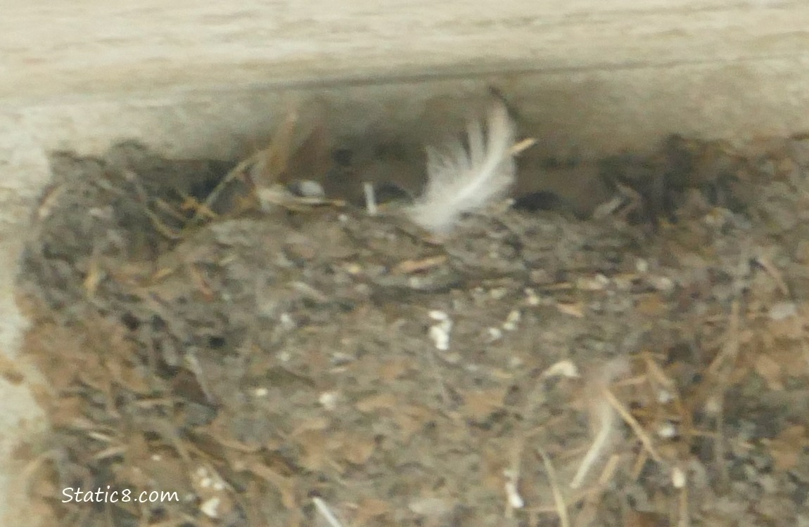 Barn Swallow nest attached to concrete near the ceiling