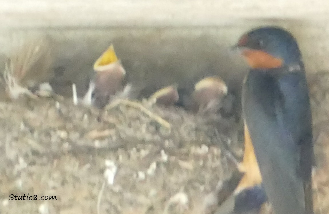Barn Swallow parent standing at the edge of the nest with three babies begging