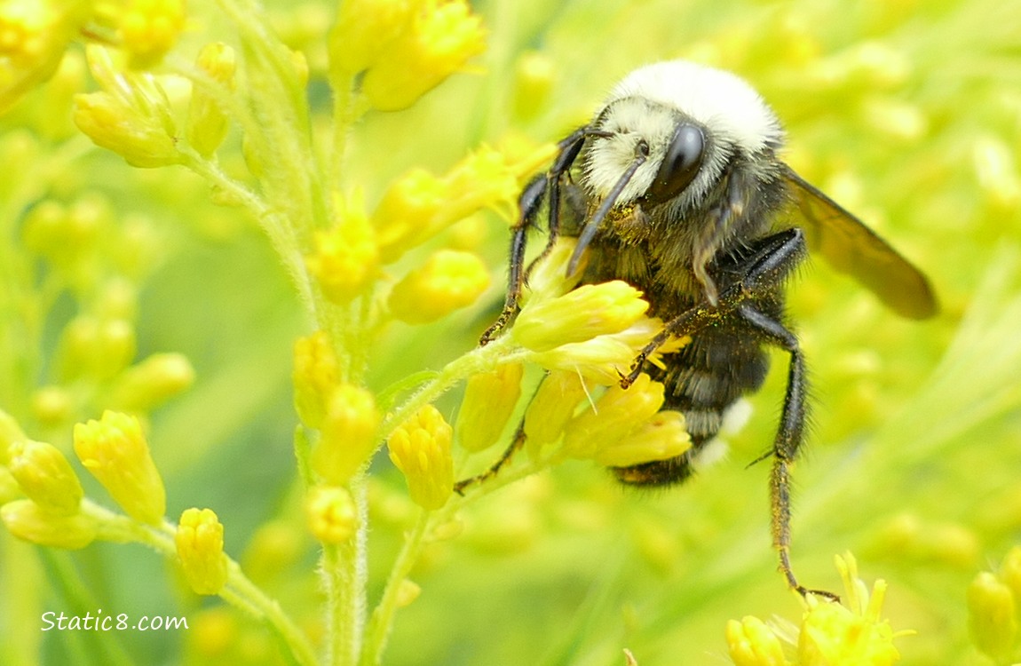 Bumblebee on yellow Goldenrod blooms