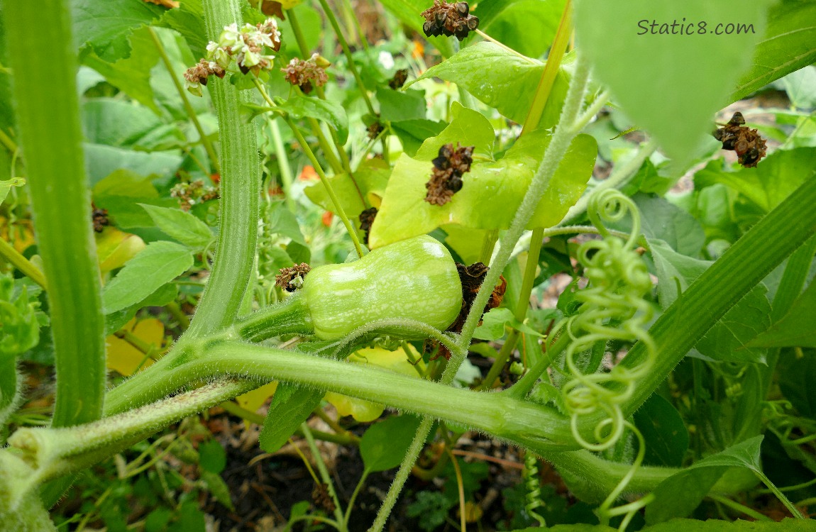 Butternut fruit growing on the vine
