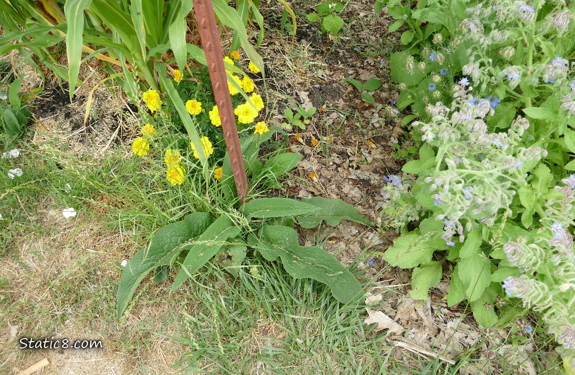 Comfrey plant growing next to some Marigolds