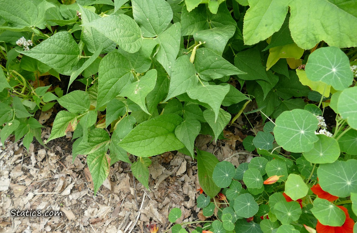 Comfrey leave with Bean plants and Nasturtiums