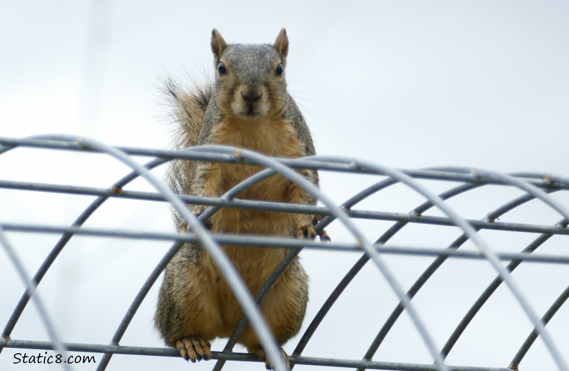 Squirrel standing at the top of a wire trellis