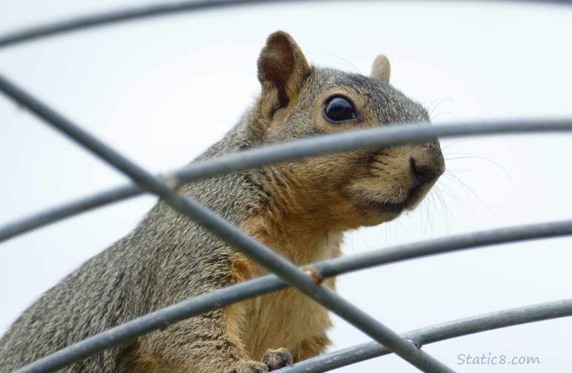 Close up of the squirrel thru the wire trellis