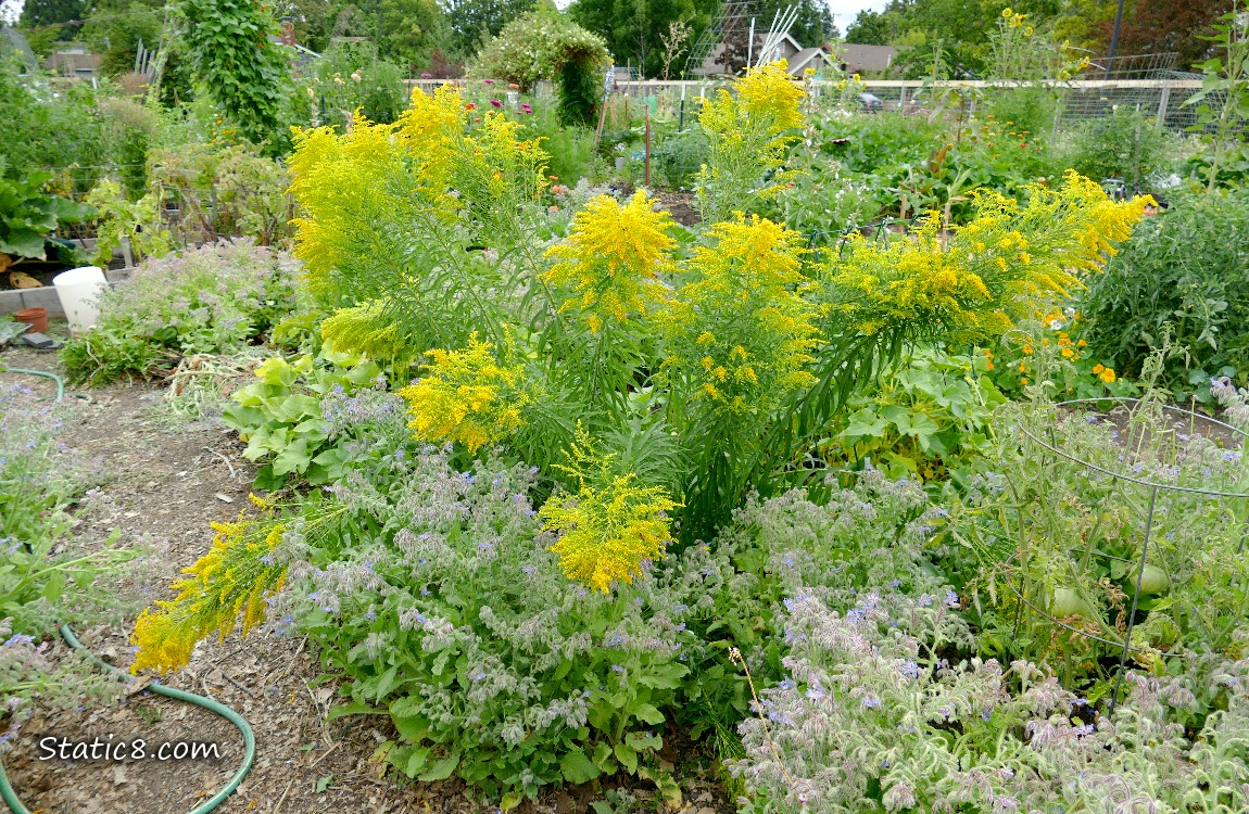 Goldenrod blooming in a garden