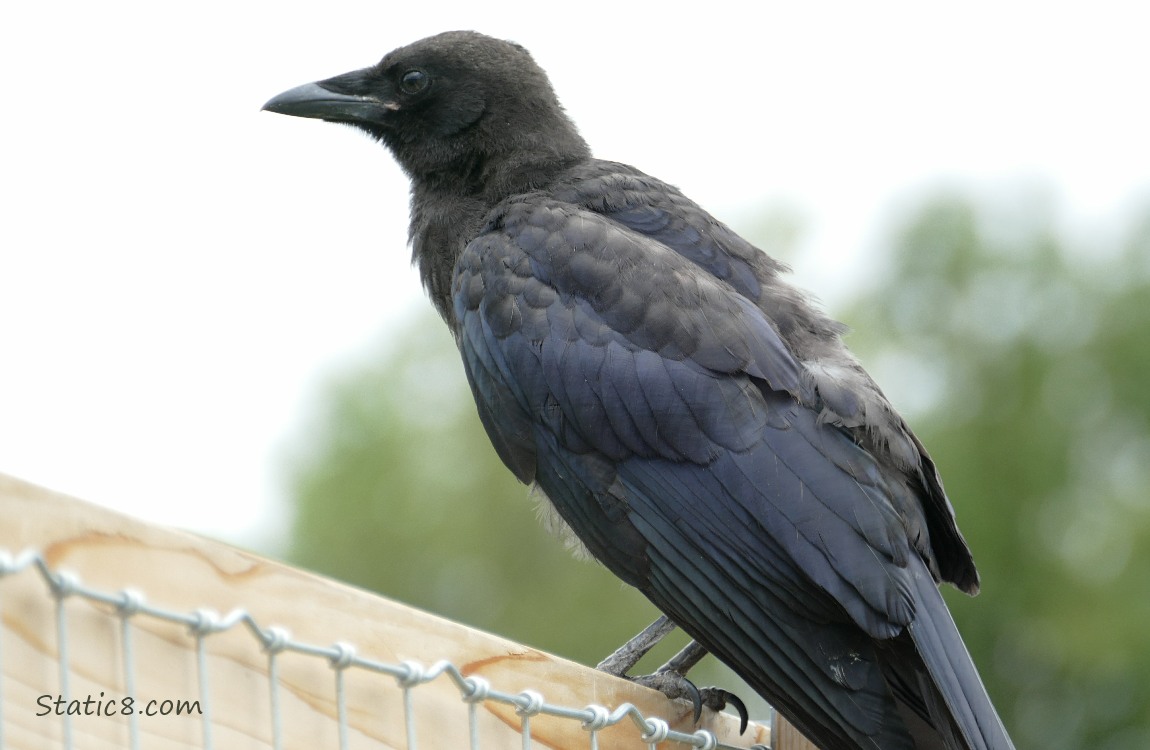 Juvenile Crow standing on a wood fence