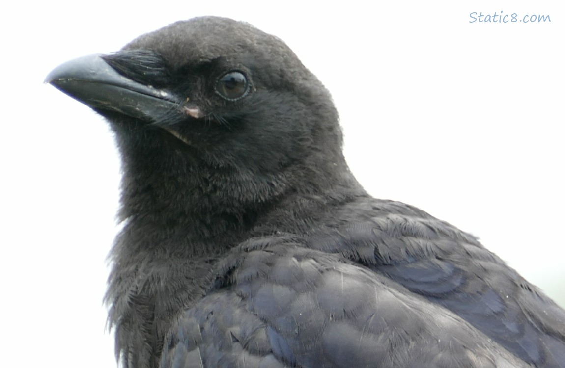 Close up of a juvenile crow, grey sky behind