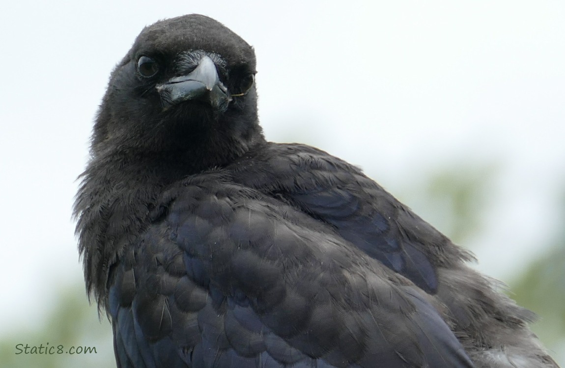 Close up of a juvenile crow, grey sky behind