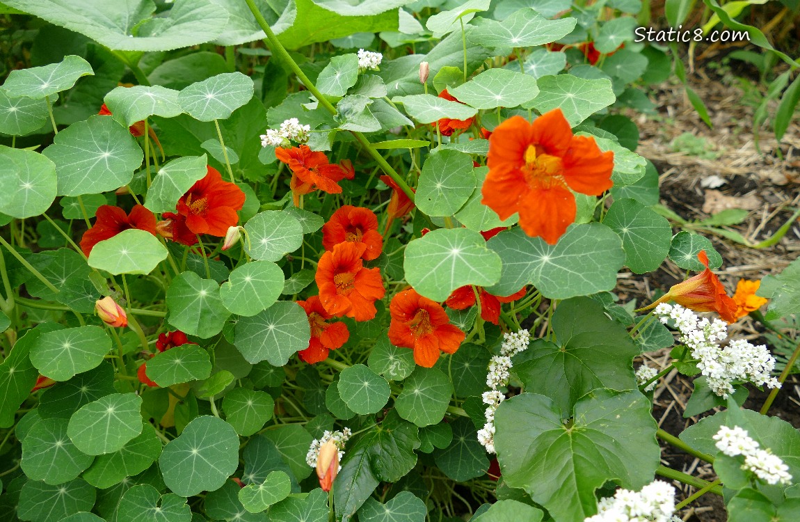 Red Nasturtium blooms and green leaves
