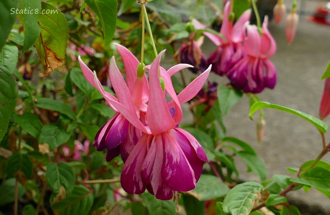 Pink and purple Fuchsia blossoms hanging from the plant