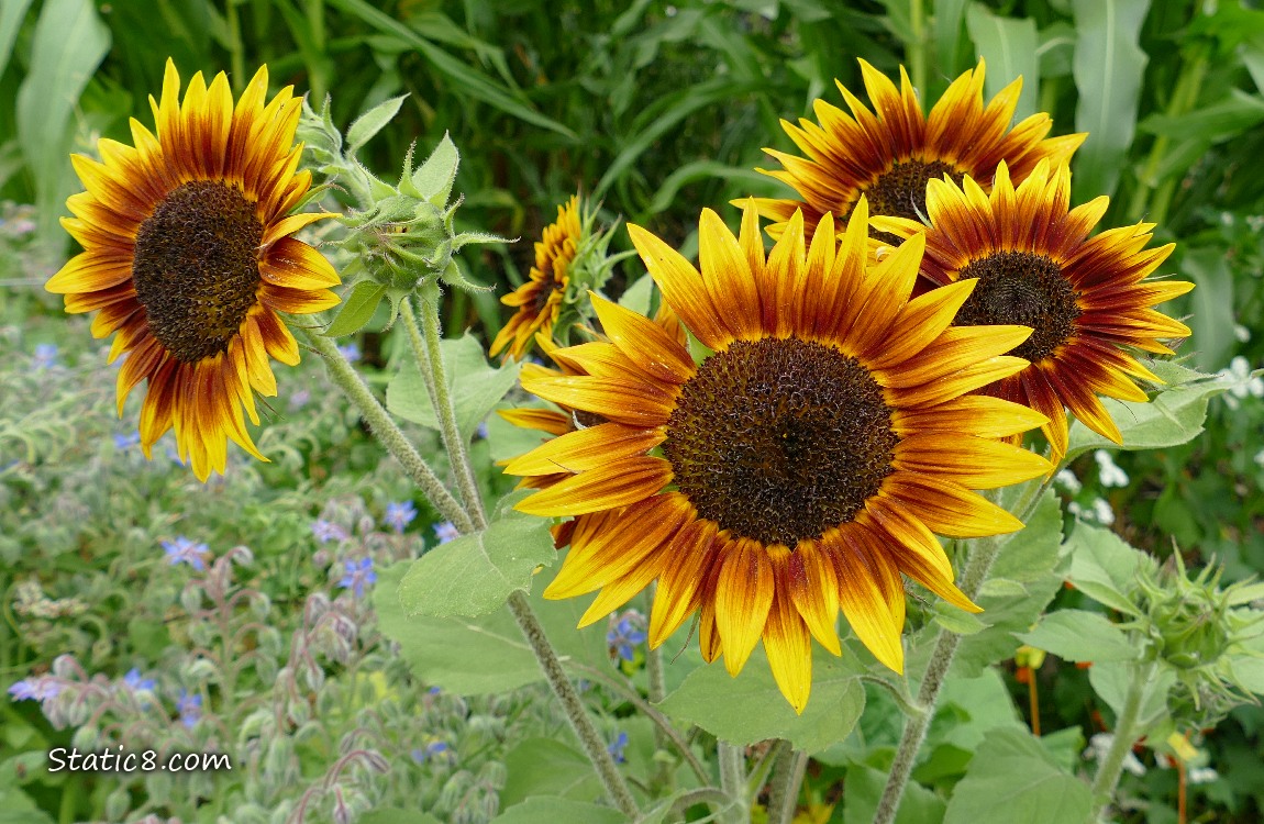 Sunflower blooms in a garden