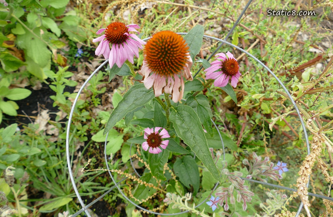 Looking down at pink Echinacea blooms