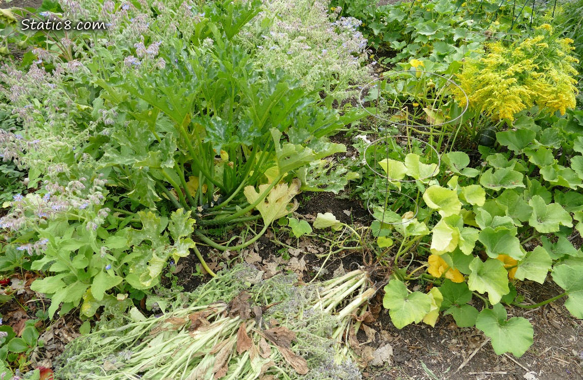 Squash patch