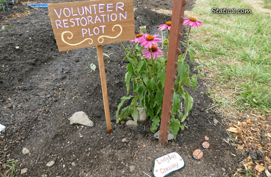 Sign says Volunteer Restoration Plot, with pink Echinacea blooming nearby