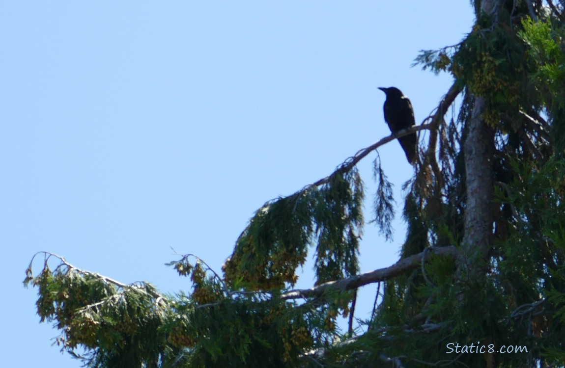 Silhouette of a crow standing in a fir tree, blue sky behind