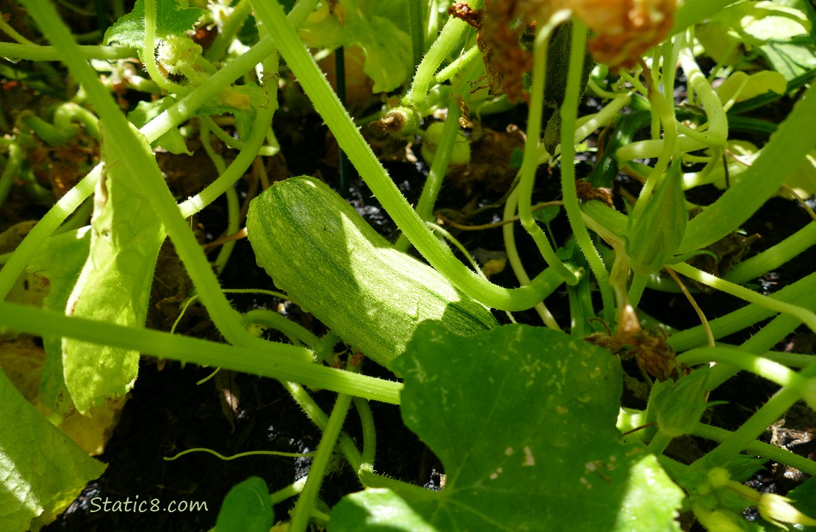 Armenian Cucumber ripening among the vines