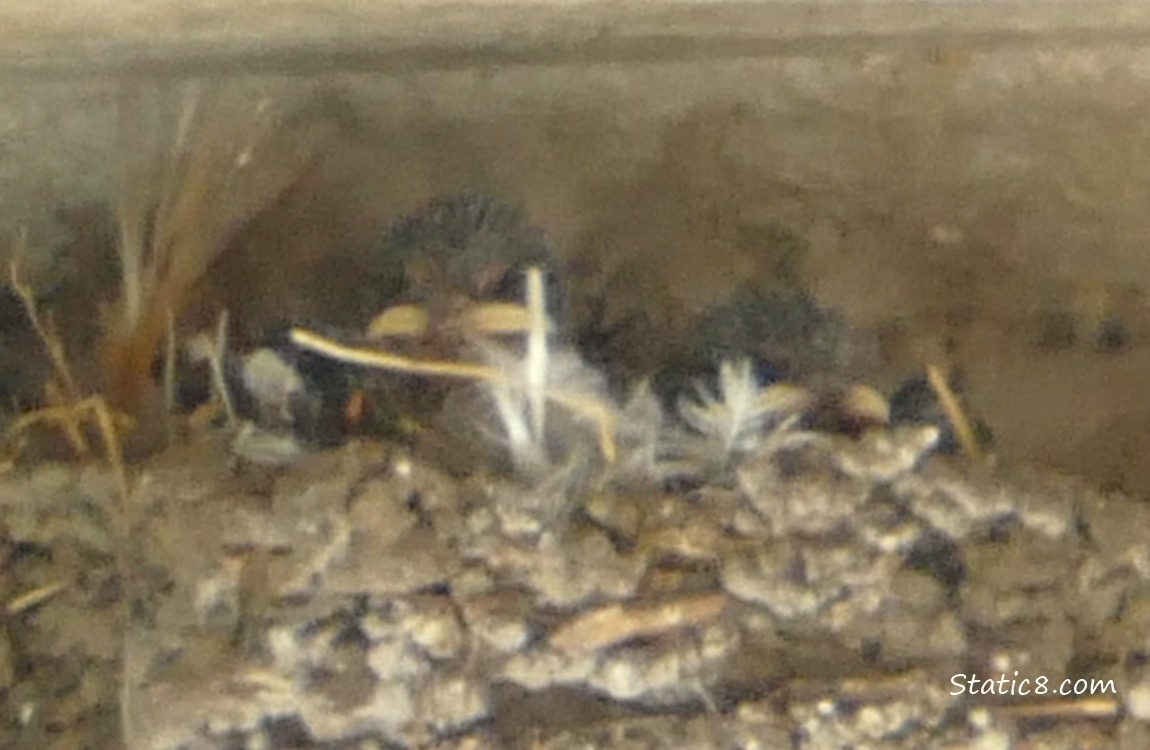 Blurry Barn Swallow babies in the nest