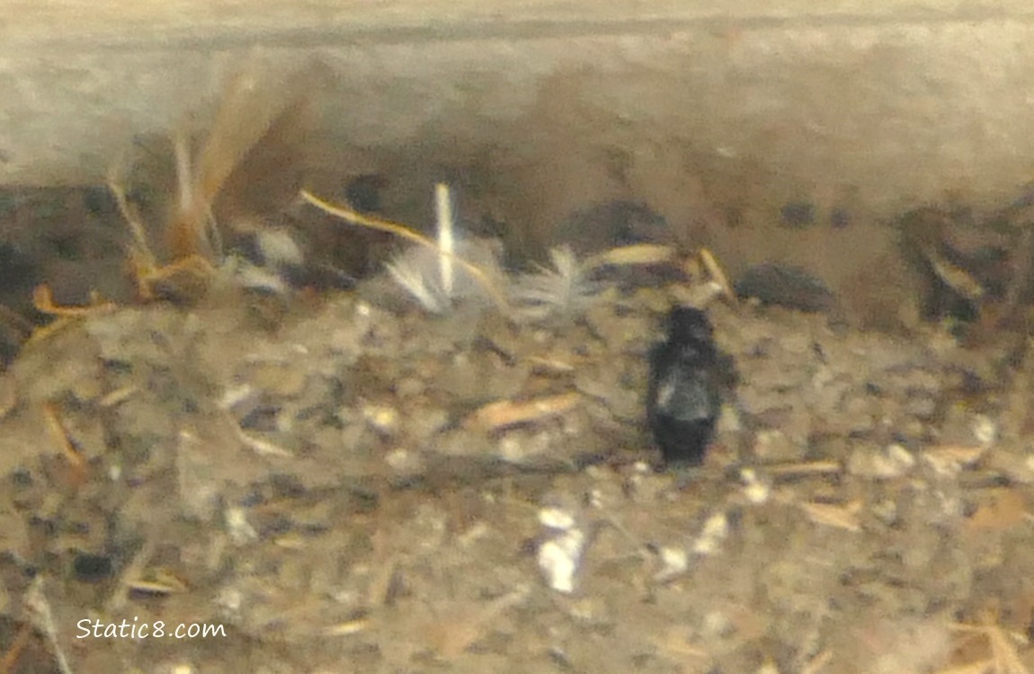 Big bug standing on the Barn Swallow nest