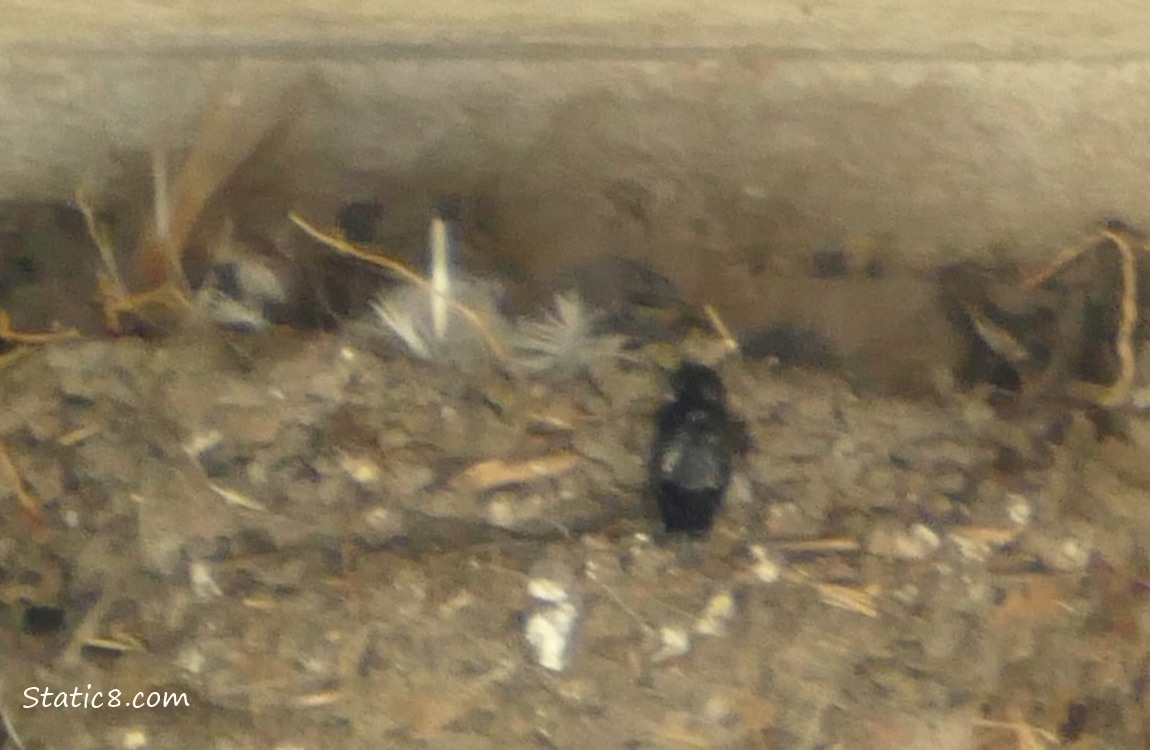 Black bug sitting outside the Barn Swallow nest